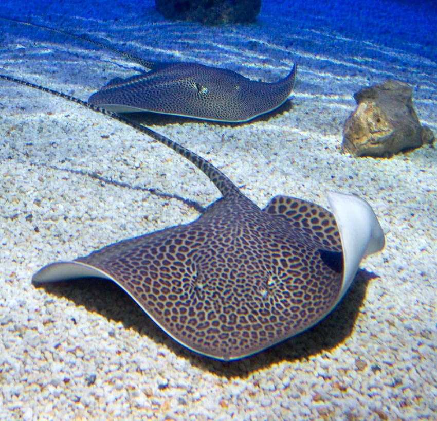 Erlebnispark Meeresaquarium - Tourist-Information Zella-Mehlis